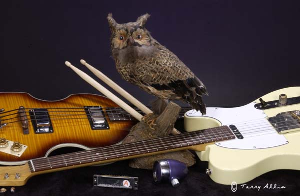 Blues Owls15