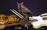 Blues Owls15